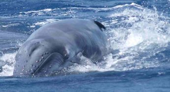 Ingoiato e poi sputato da una megattera: l’incredibile storia di un kayaker sopravvissuto