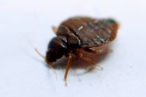cimice