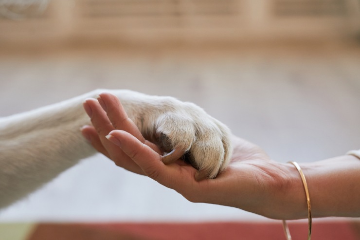 Zampa di cane sopra a mano di una persona: legame affettivo e protezione