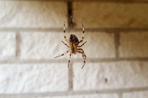 Ragno che cade dal soffitto, parete in pietra
