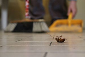 Scarafaggio a pancia in giù morto sul pavimento, sul fondo persona in piedi con scopa e paletta