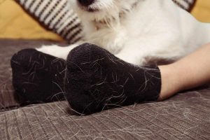 Calzini neri colmi di pelo del cane