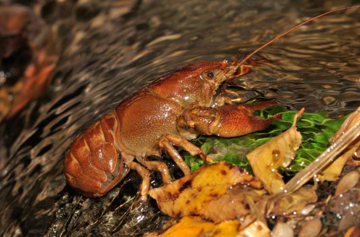 crostaceo\