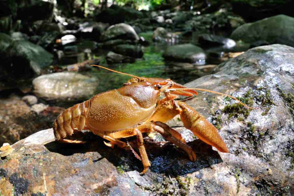 Gambero Austropotamobius pallipes italicus