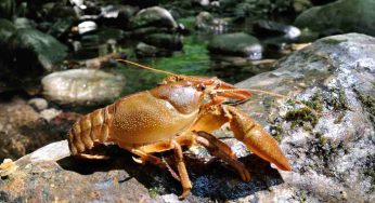 Non ci arriva Forza Italia, ma ci pensano i gamberi: i crostacei hanno vinto la battaglia in Piemonte
