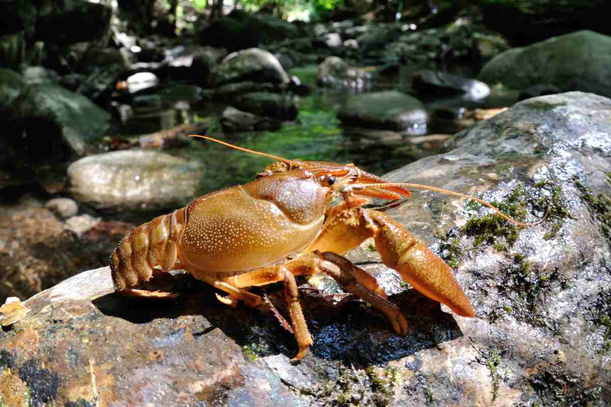 Gambero Austropotamobius pallipes italicus