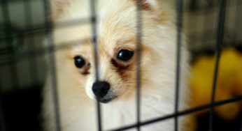 Piemonte, nuova legge per chi maltratta gli animali: da oggi non si scappa più