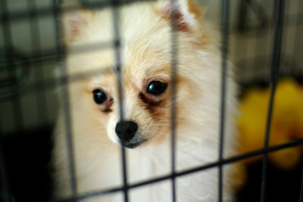 Piccolo cane in gabbia con espressione triste ed impaurita