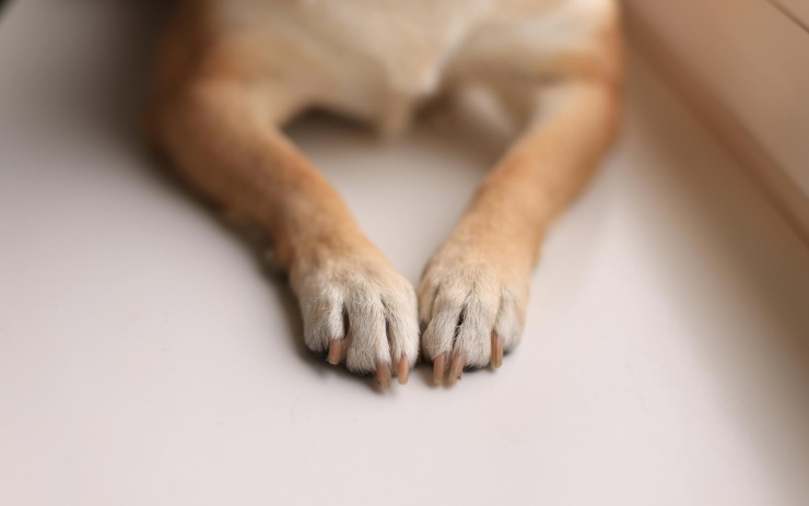 Zampe di un cucciolo di cane