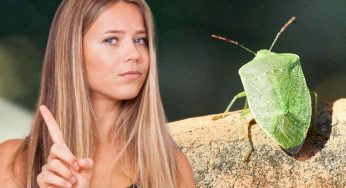 Cimici, in primavera uso questi trucchi e non si azzardano ad entrare in casa