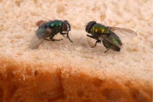 fetta di pane con mosche