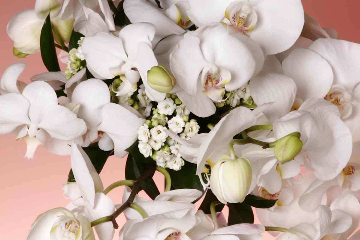 orchidea bianca