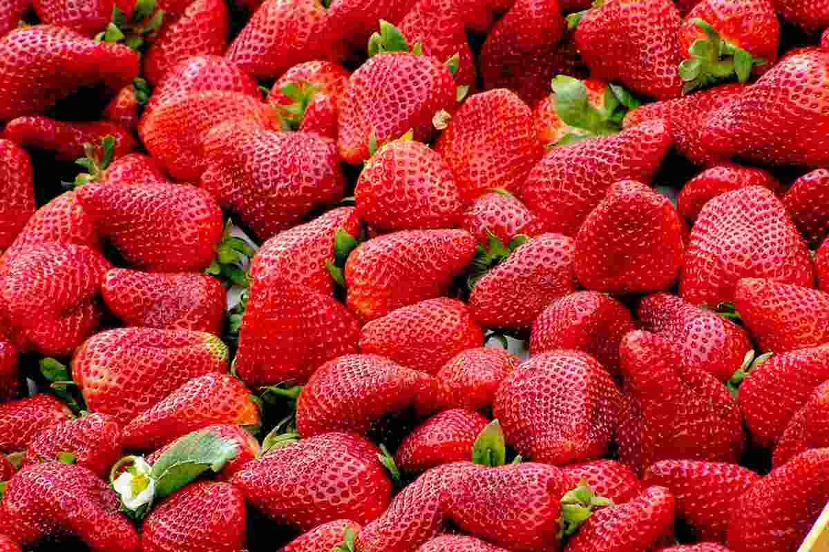 fragole