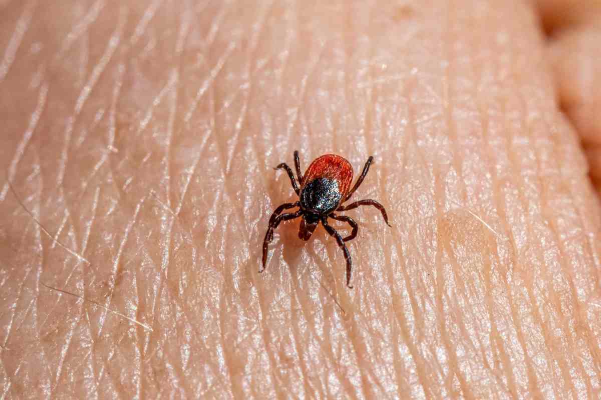 Zecca che cammina sulla pelle