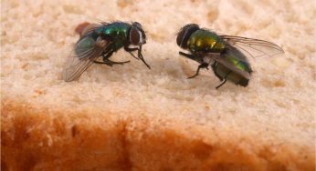 Se sei stanca delle mosche che entrano in casa, ecco come puoi tenerle lontane naturalmente