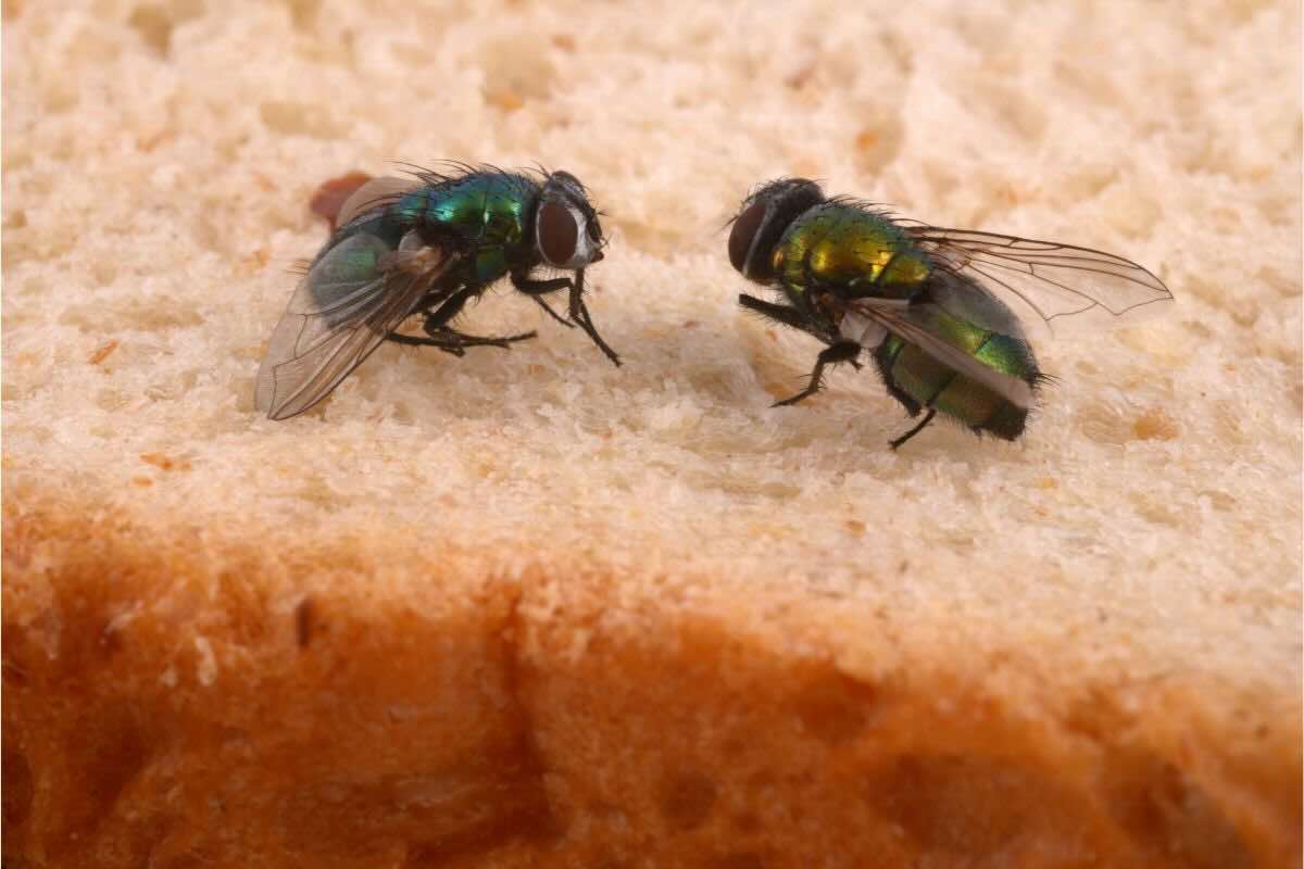 Due mosche su fetta di pane
