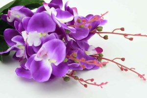 orchidee lilla