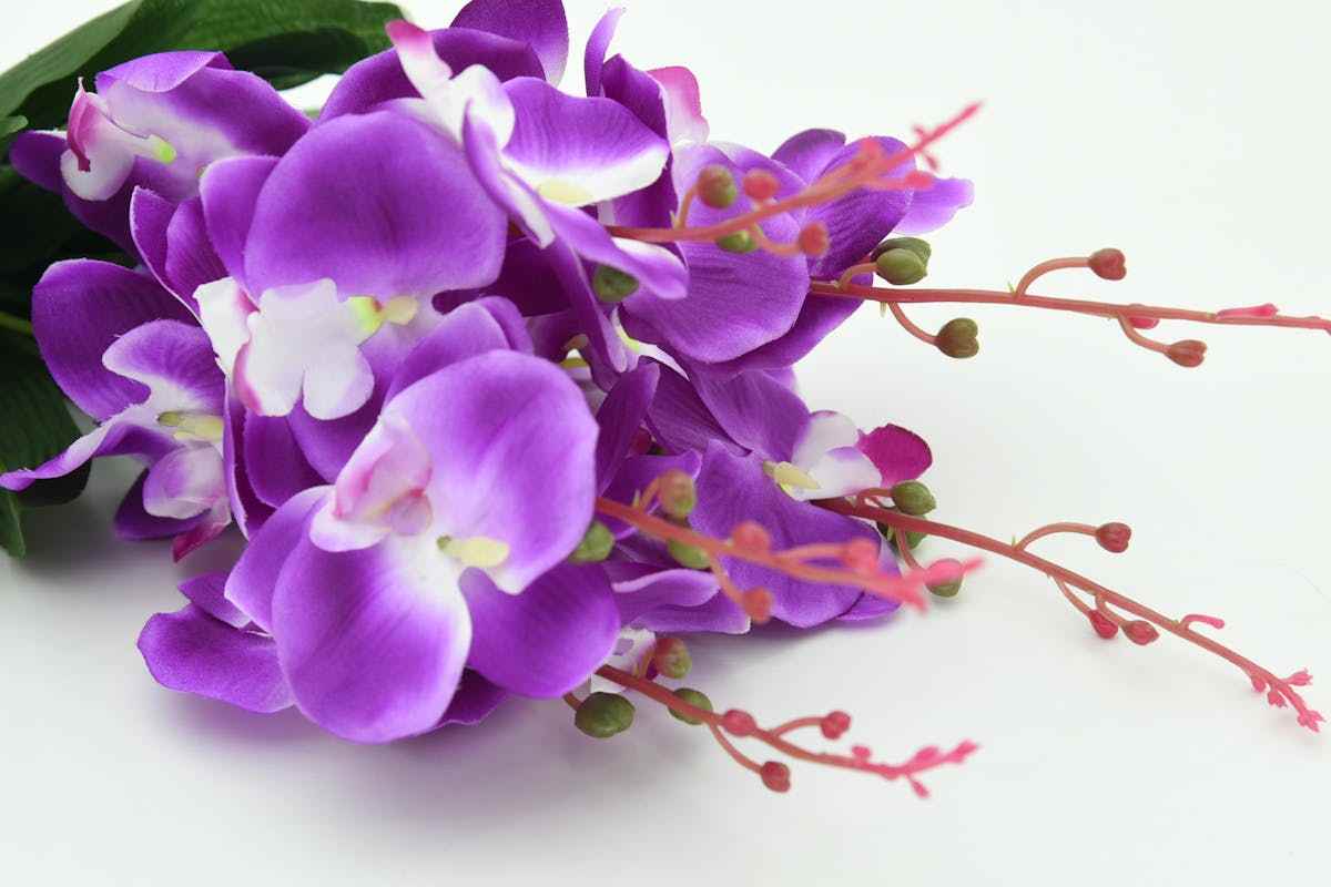 orchidee lilla
