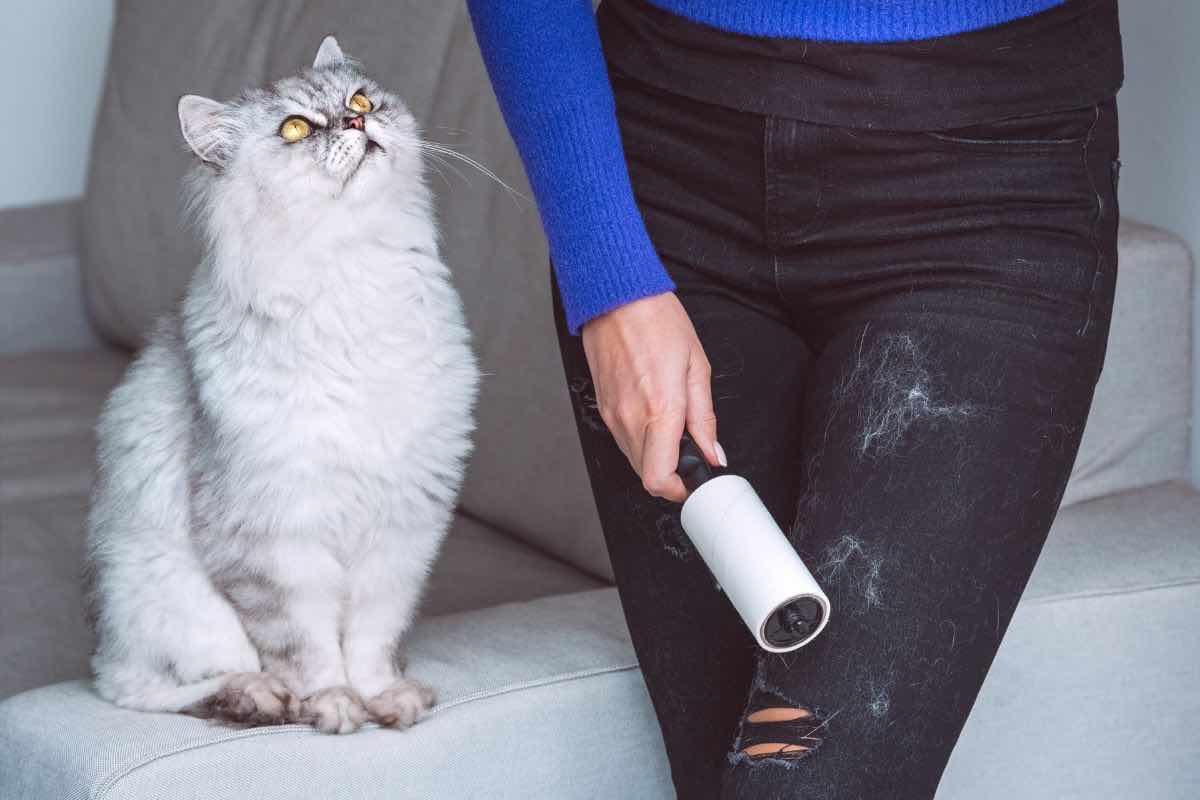 Gatto seduto su un divano e persona che raccoglie peli con rullo