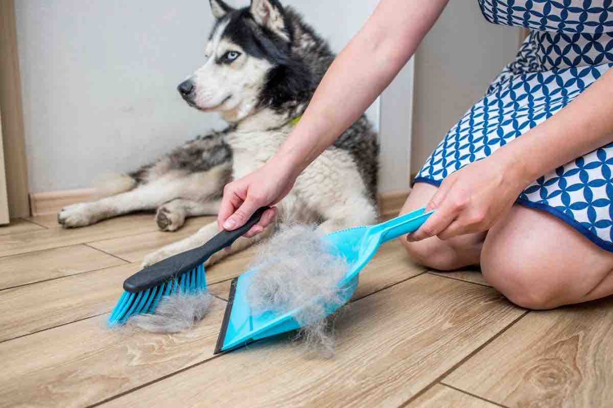 Cane seduto a terra e persona che raccoglie peli