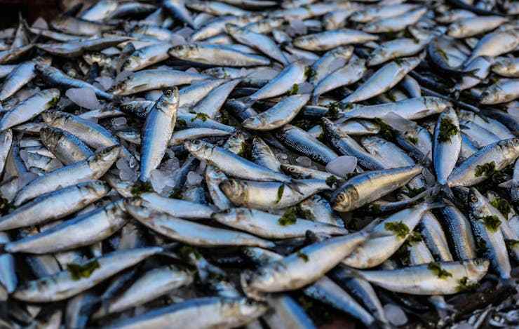 sardine