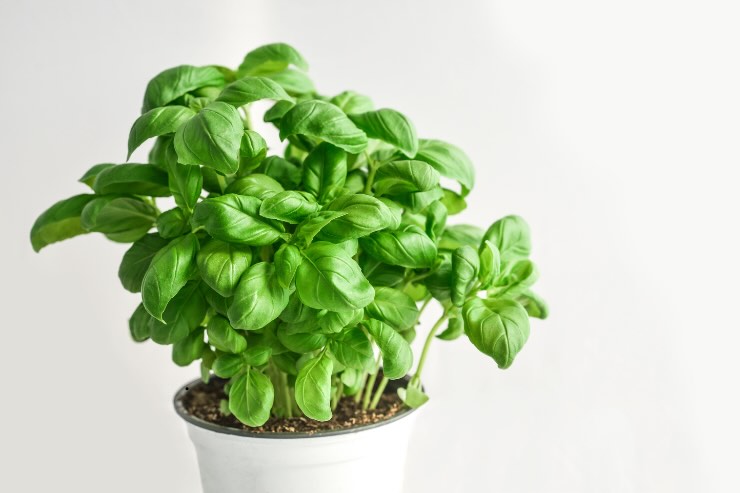 pianta basilico