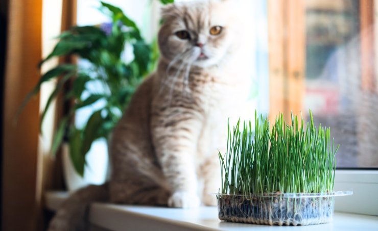 gatto erba gatta