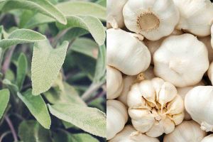Salvia e aglio