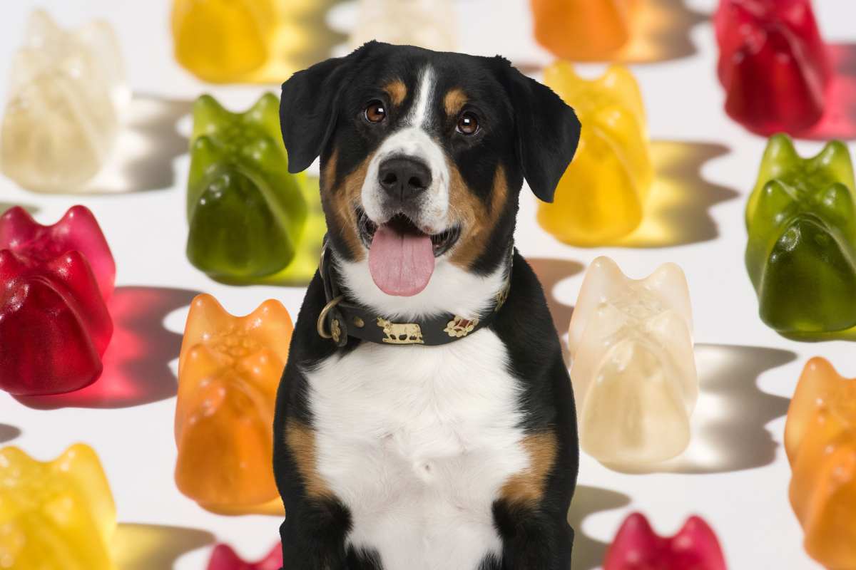 Cane e sullo sfondo caramelle gommose