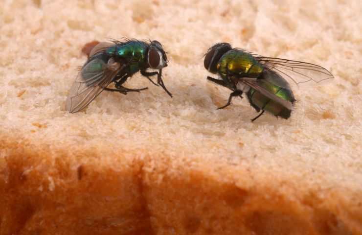 mosche su pane