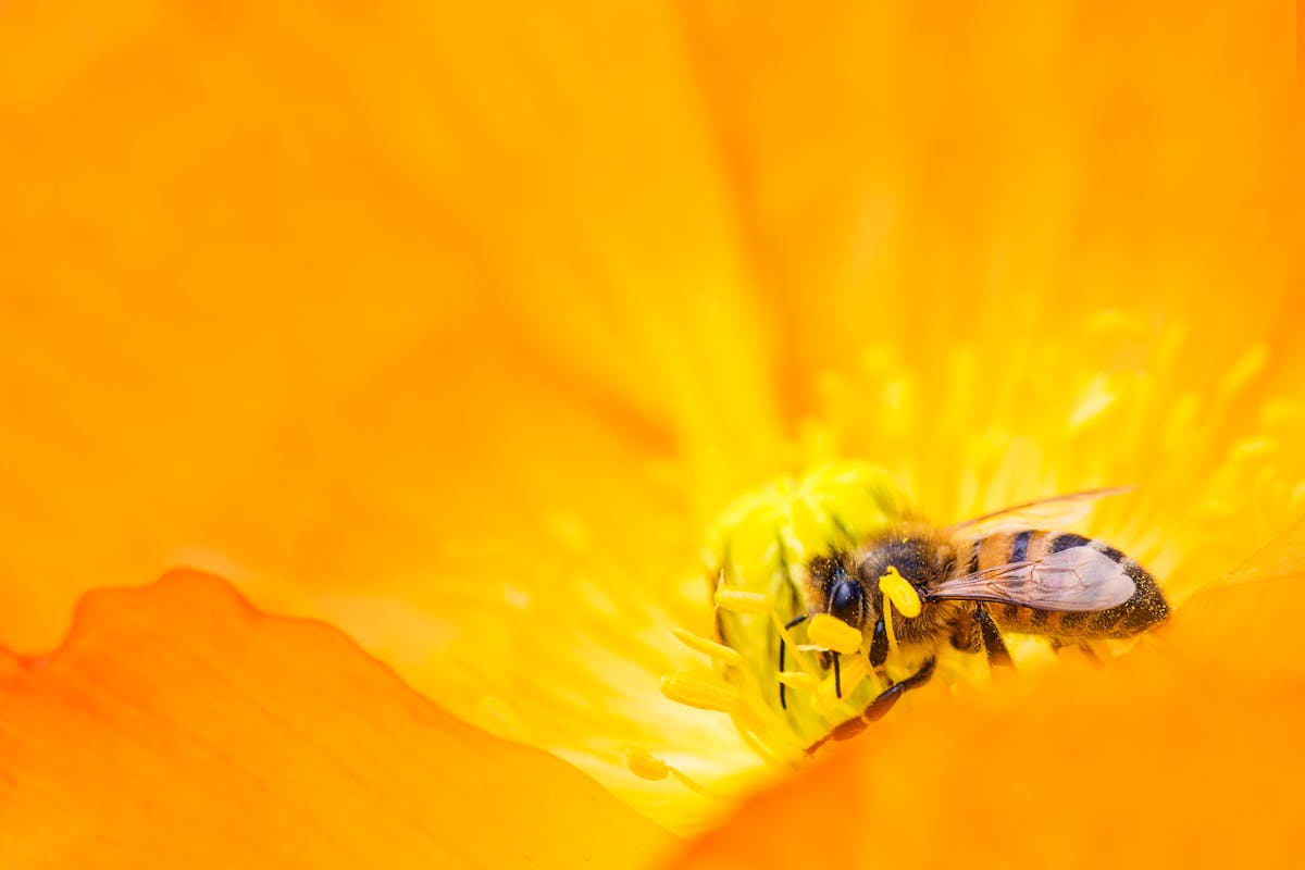 ape su sfondo giallo