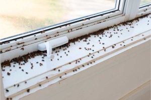 mosche su finestra di casa