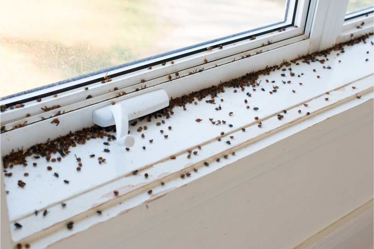 mosche su finestra di casa
