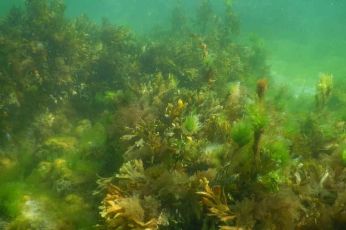 alga mare