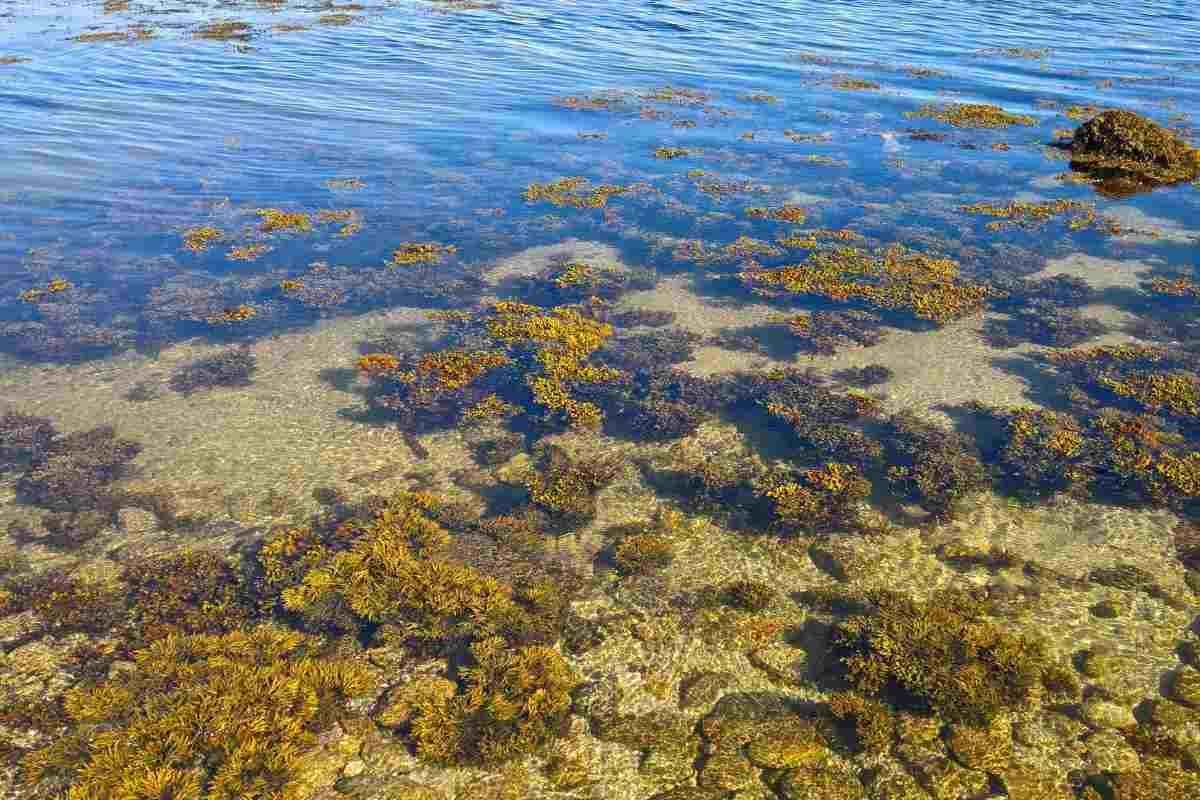 alga mare