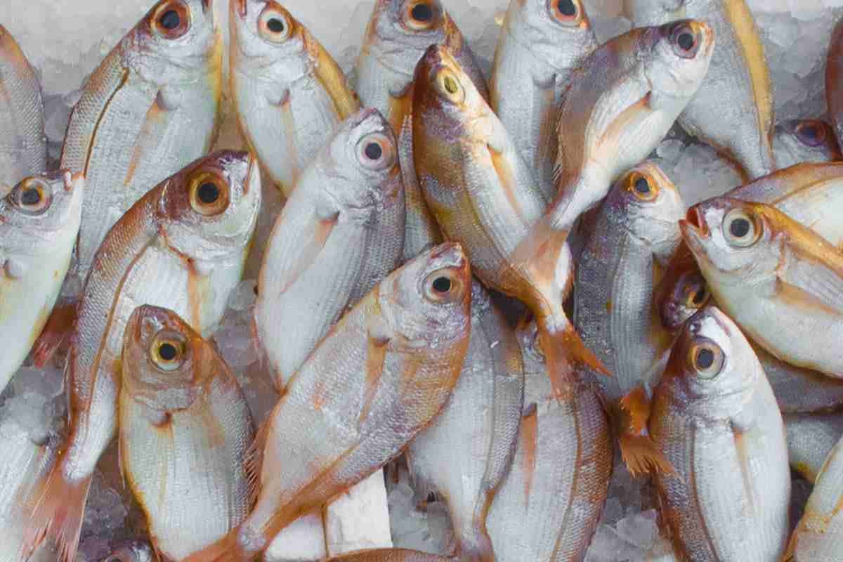 pesce