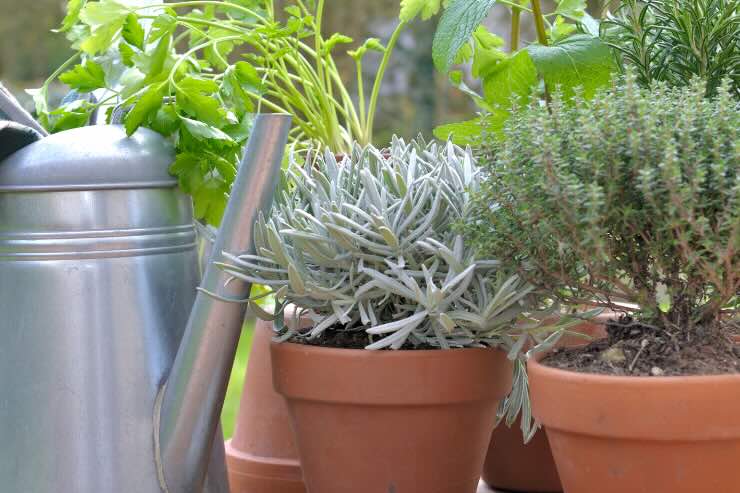 piante aromatiche 