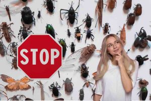 insetti, segnale stop, donna che pensa