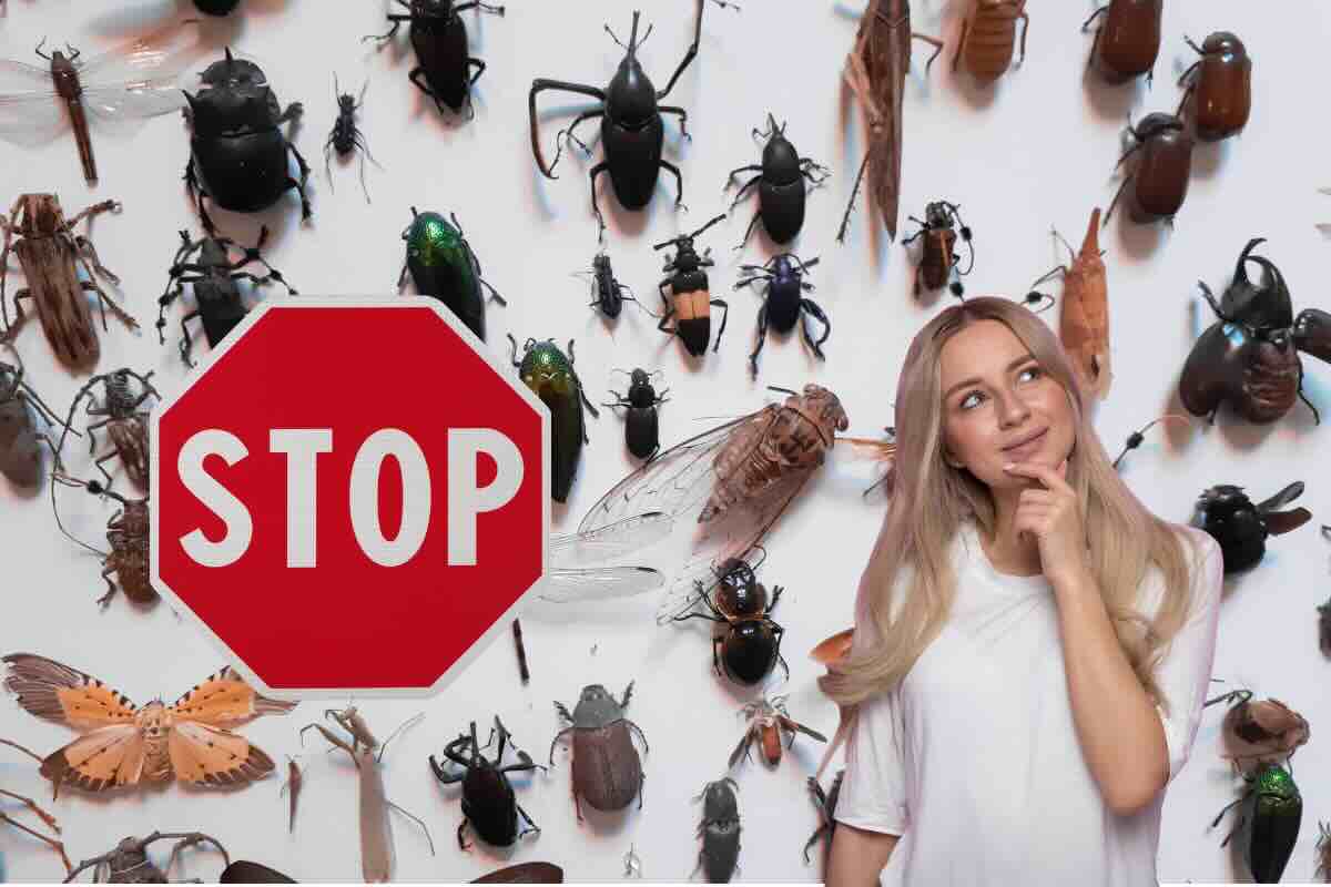 insetti, segnale stop, donna che pensa 
